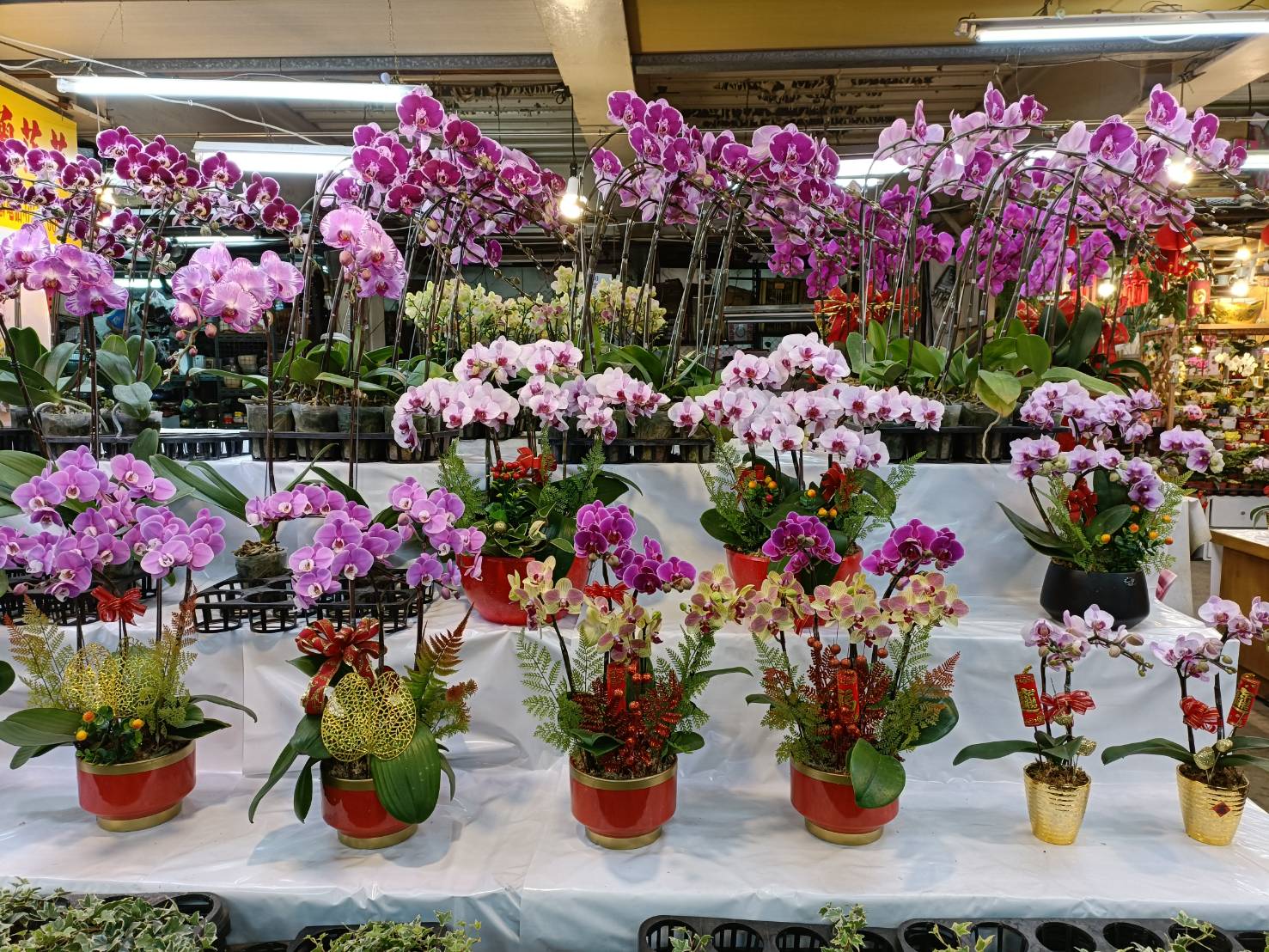 板橋花市提供種類豐富的應景花卉  讓民眾妝點新春迎接虎年好虎(福)氣
